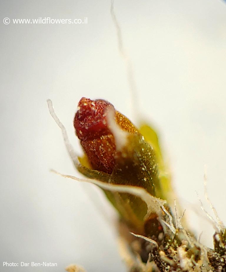 Grimmia  mesopotamica